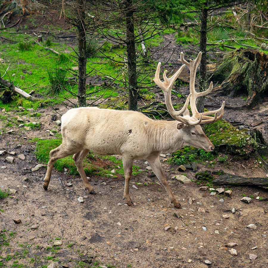 Wildpark Mehlmeisel